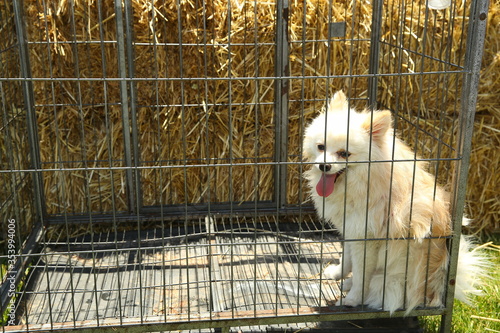 Black and white dog looking to the side while being behind the fence . The white dog is in an iron cage outside.