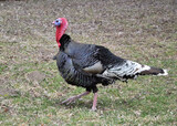 Home turkey in the country yard.