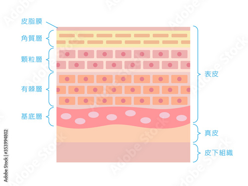 皮膚