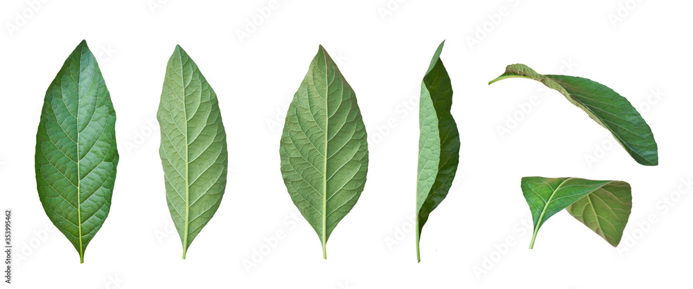 Leaves in the garden on white background.High Resolution green leaf isolated on white background. Leaves in the garden on white background.High Resolution green leaf isolated on white background.