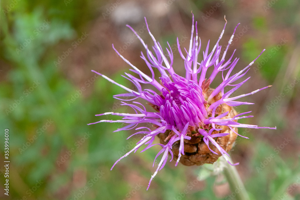Pink milk thistle flower in bloom in spring Pink milk thistle flower in bloom in spring