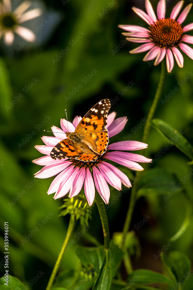 Butterfly sitting on a pink flower