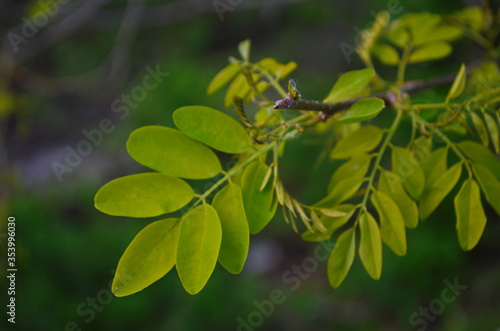 Black locust or false acacia green foliage
