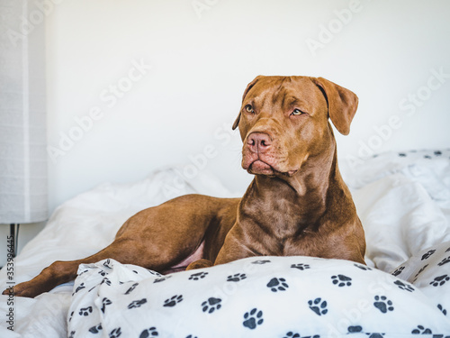 Lovable, pretty puppy of chocolate color. Close-up, indoor. Day light. Concept of care, education, obedience training, raising pets