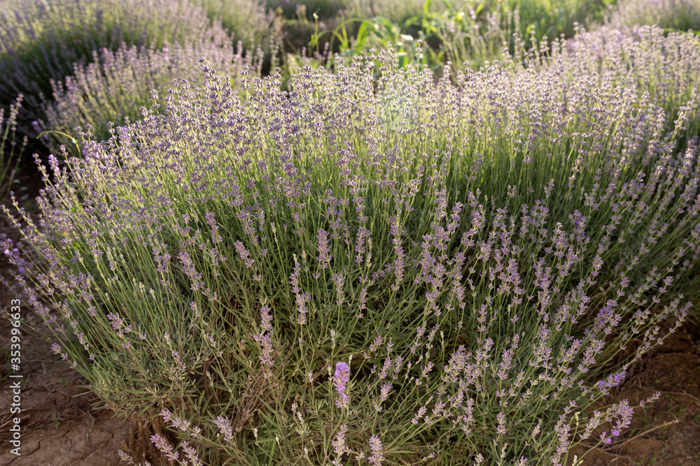 A lavender bush in backlight and front light. A lavender bush in backlight and front light.