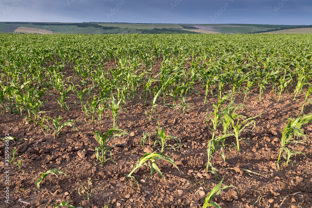 Corn field with dark sky in sunset.