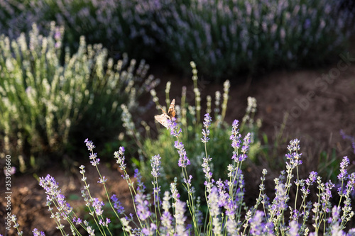 Fototapeta Naklejka Na Ścianę i Meble -  A lavender bush in backlight and front light.