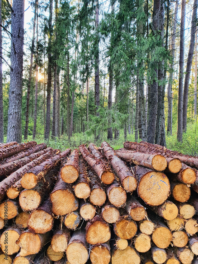 Stos pociętego drewna na tle lasu
