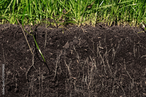 Quadro su tela grass with roots and soil