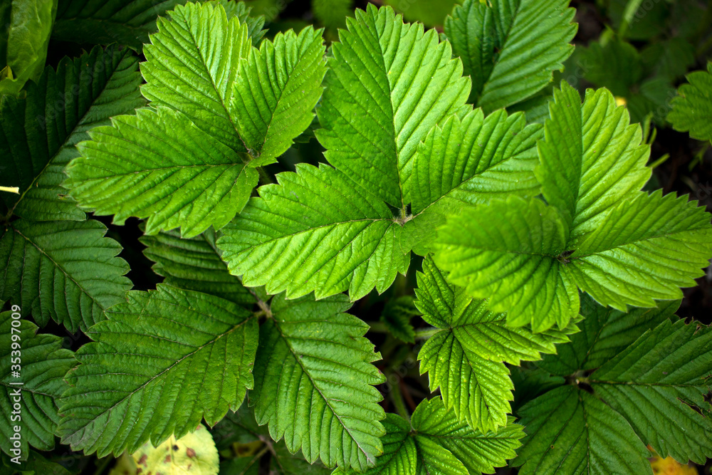 Blooming strawberry bush in spring. Close-up with a natural blurred background. Blooming strawberry bush in spring. Close-up with a natural blurred background.