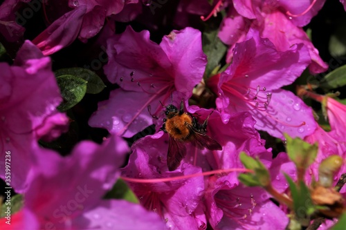 雨刈りで濡れた花と蜂のクローズアップ 