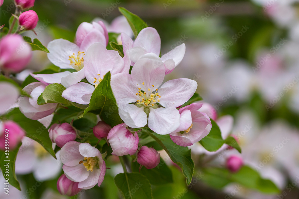pinke Blüten an einem Strauch pinke Blüten an einem Strauch