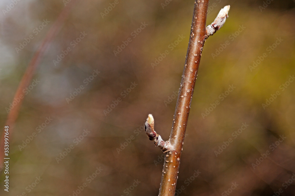 birch stick with the first leaves trying to emerge birch stick with the first leaves trying to emerge