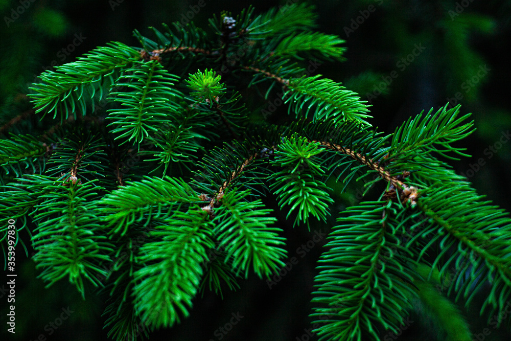 close up of fir tree branches close up of fir tree branches