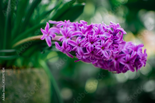 Abstract purple Hyacinth Flowers bloom in the green garden