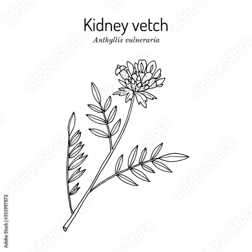 Kidney vetch, or woundwort anthyllis vulneraria , medicinal plant photo