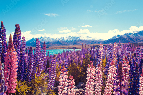 Lupinenfeld bei Lake Takepo, Church of good Shepherd, Neuseeland