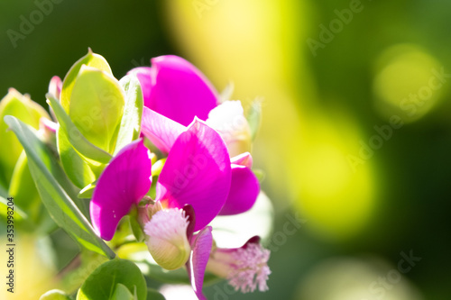 Fototapeta Naklejka Na Ścianę i Meble -  pink orchid on a green background