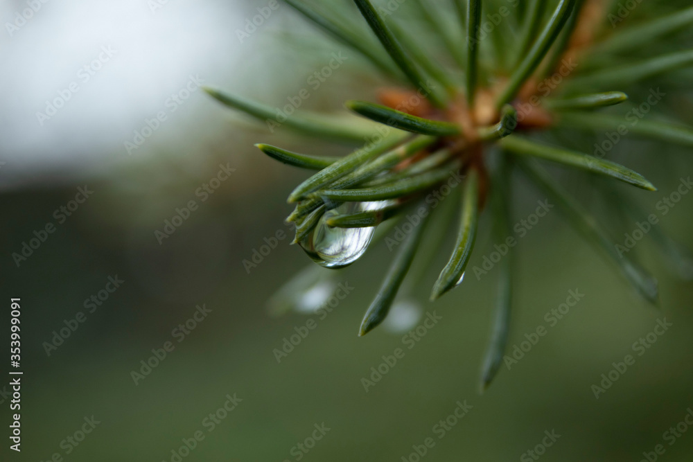 Drops of dew on the needles of a Christmas tree. A green tree with dew on its needles. Large drops hang on the tips of needles Drops of dew on the needles of a Christmas tree. A green tree with dew on its needles. Large drops hang on the tips of needles