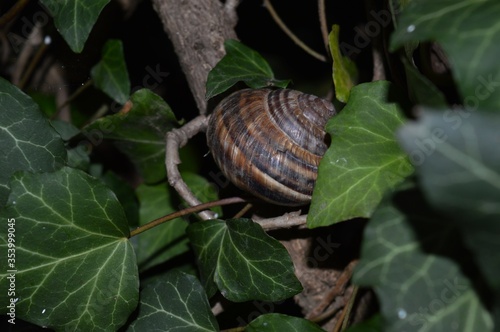 a large snail in the leaves