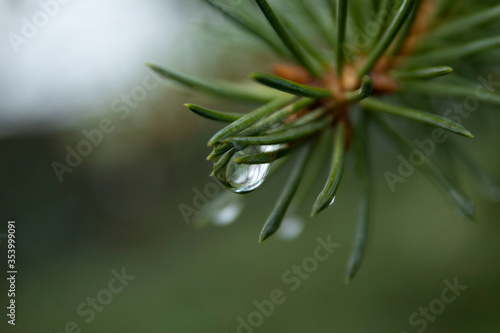 Drops of dew on the needles of a Christmas tree. A green tree with dew on its needles. Large drops hang on the tips of needles