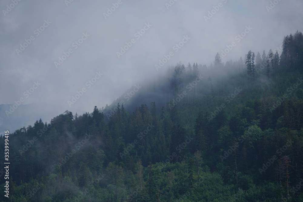 Foggy Mountain Woods