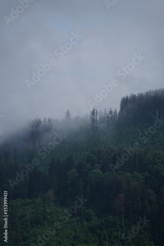Foggy Mountain Woods © sebastianmuhlb