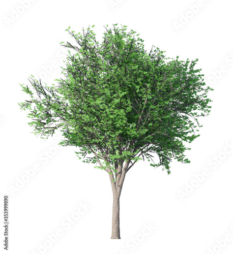 3D Tree isolated on white background 