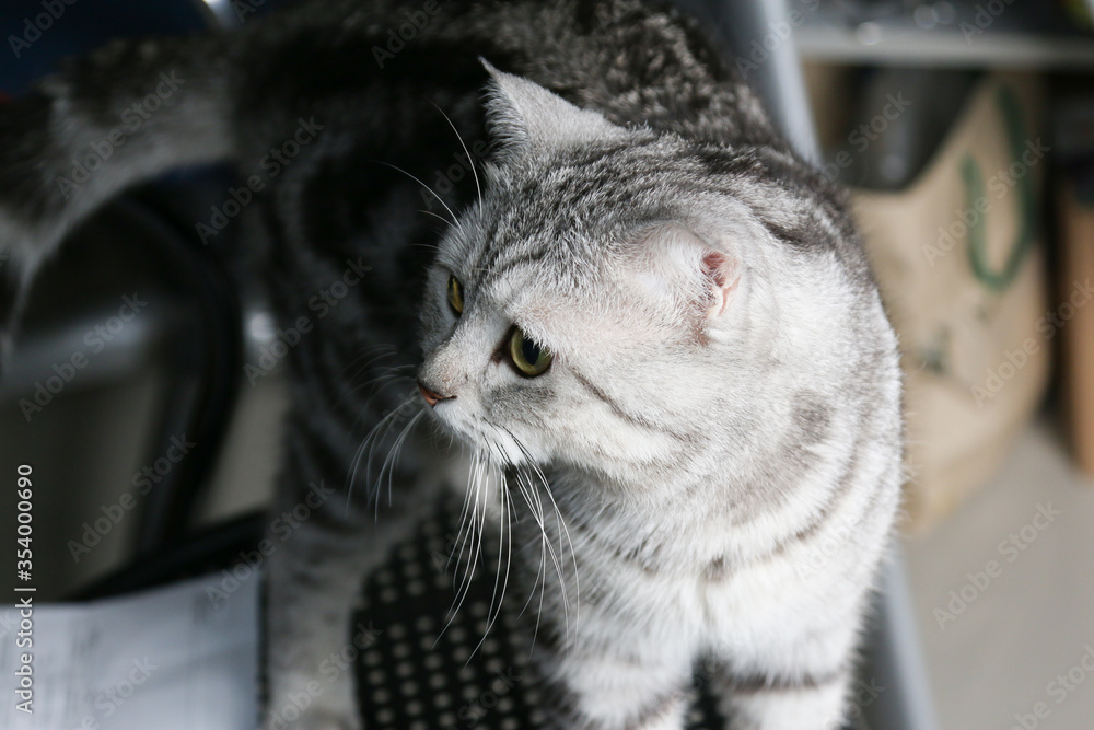 Scottish fold tabby cat is looking at left side with light from right side