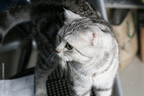 Scottish fold tabby cat is looking at left side with light from right side © Punyaphat