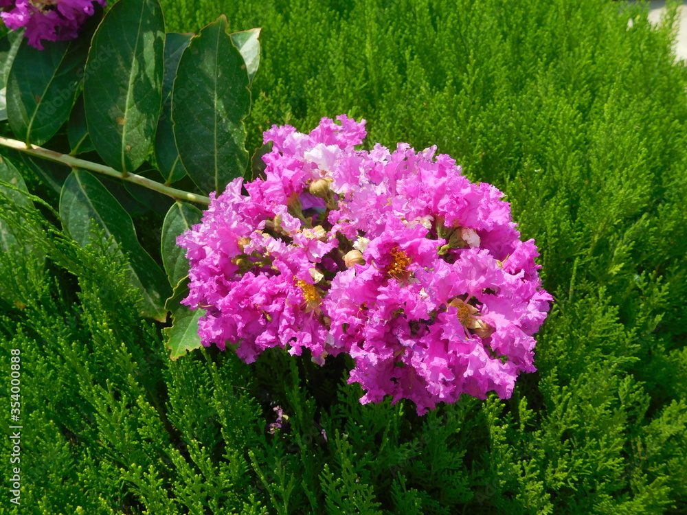 Obraz premium Crepe myrtle pin, purple and white flowers. Green leaves background and beautiful flower