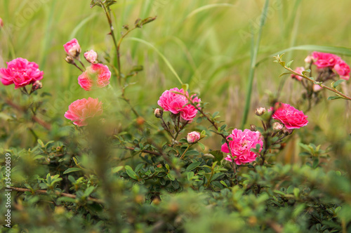 Pink roses in green garden