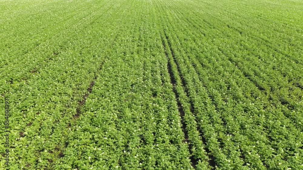 Flyover potato field in springtime. Flyover potato field in springtime.