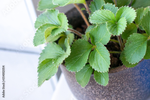 花瓶の葉っぱの写真