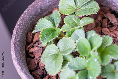 花瓶の葉っぱの写真