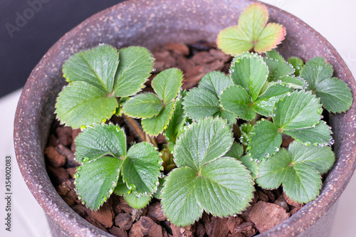 花瓶の葉っぱの写真