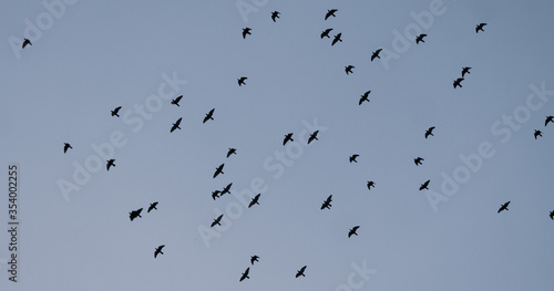 birds group in the sky © sameeranand