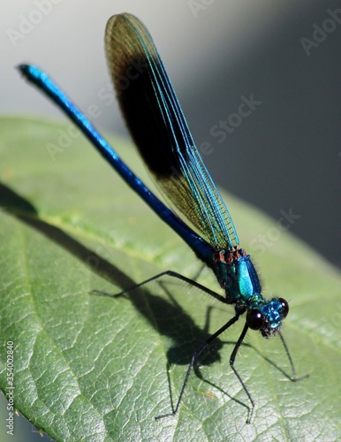 Neon Blue Dragonfly on Rose Leaf in UK Garden, Summer 2020