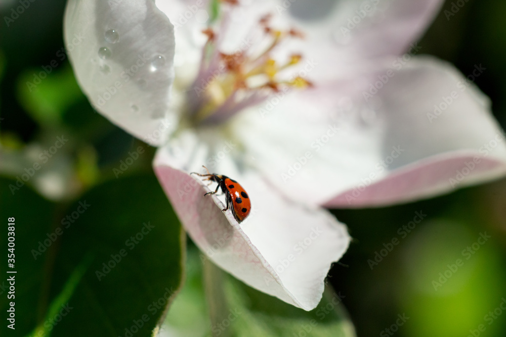 Ladybird on apple blossom. Apple blooming branch and ladybug on spring sunny day Ladybird on apple blossom. Apple blooming branch and ladybug on spring sunny day