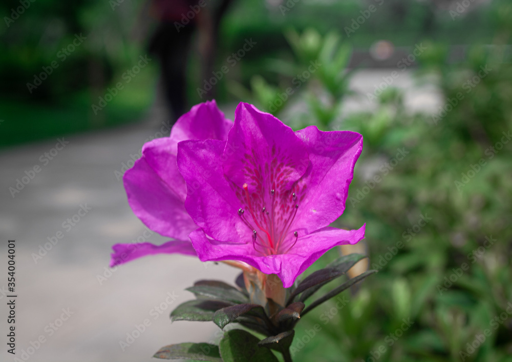 Fototapeta premium azalea background, azalea closeup, azalea closeups, azaleas, azaleas closeup, background, beauty, bloom, blossom, closeup, deciduous, evergreen, flora, floral, flower, garden, george taber, george tab