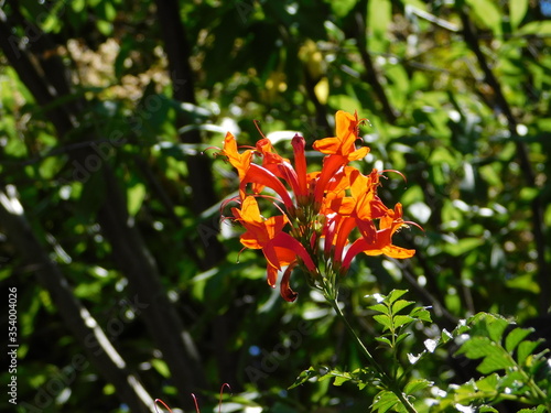 Cape honeysuckle, or Tecomaria capensis orange flowers