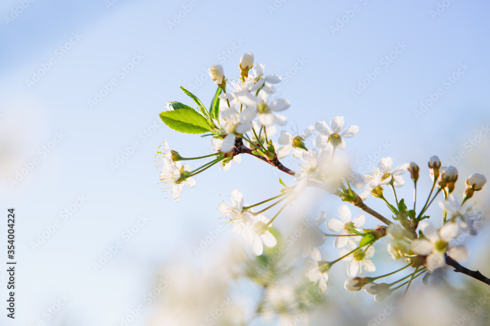 Sakura Flower or Cherry Blossom With Beautiful Nature Background Sakura Flower or Cherry Blossom With Beautiful Nature Background