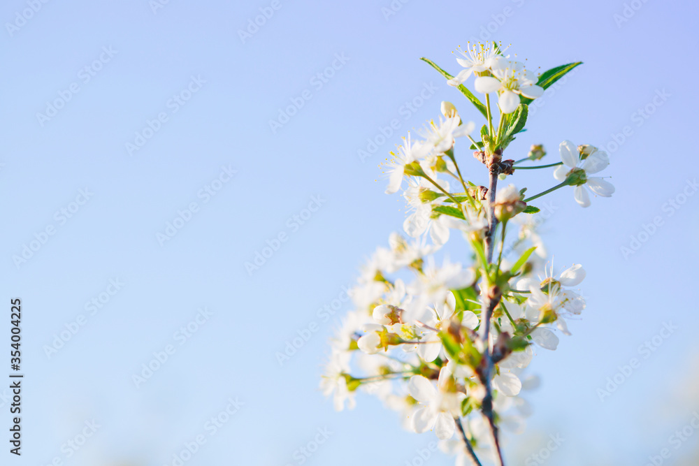 Obraz premium Sakura Flower or Cherry Blossom With Beautiful Nature Background