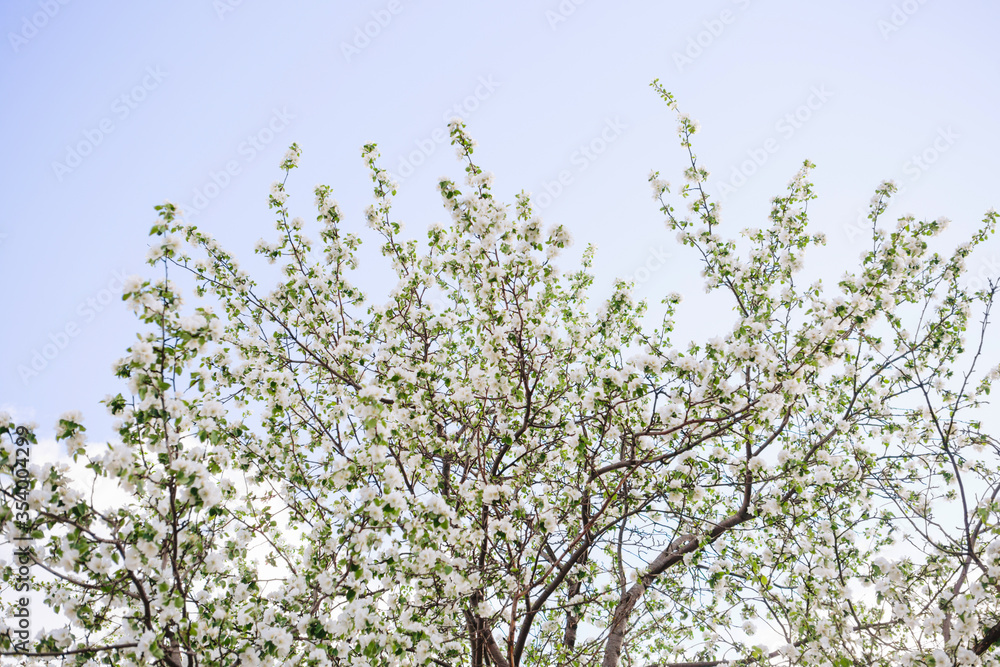 Sakura Flower or Cherry Blossom With Beautiful Nature Background Sakura Flower or Cherry Blossom With Beautiful Nature Background