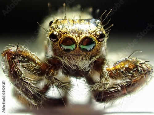 Frontal view of a macro shot on a jumping spider