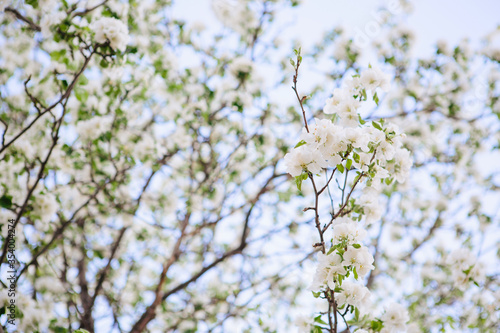 Sakura Flower or Cherry Blossom With Beautiful Nature Background © Alik Mulikov