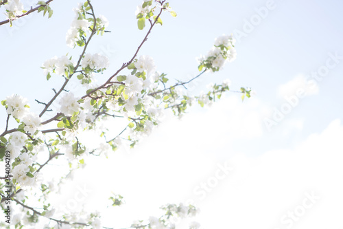 Sakura Flower or Cherry Blossom With Beautiful Nature Background