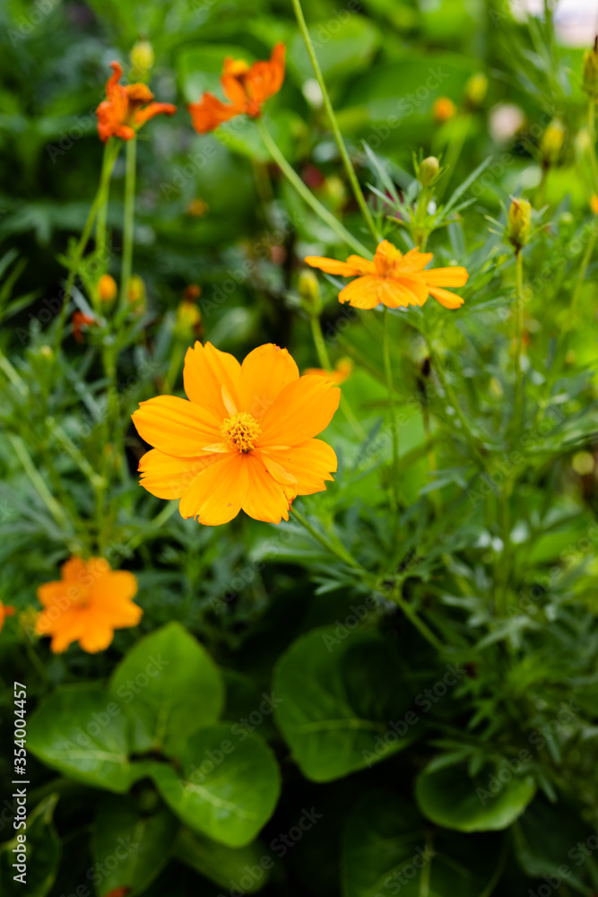 Beautiful marigold flowers with green background. Nature and environment concept. Flower background. Beautiful marigold flowers with green background. Nature and environment concept. Flower background.