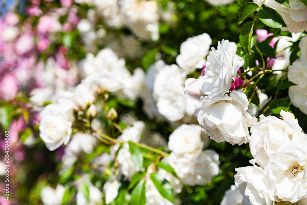 Pink and white climbing roses Pink and white climbing roses