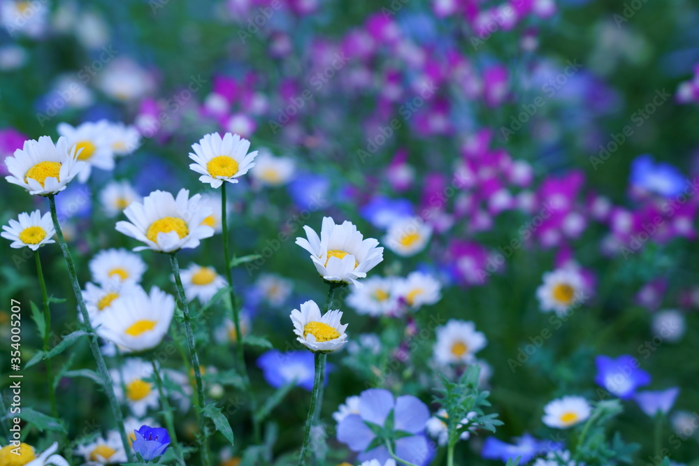 夏の花壇に咲く寒白菊(カンシロギク) 夏の花壇に咲く寒白菊(カンシロギク)